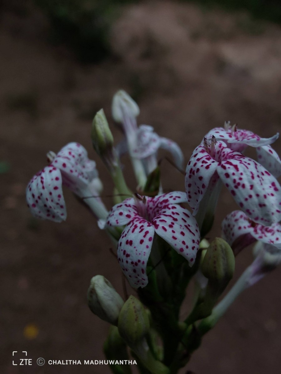Pseuderanthemum maculatum (G.Lodd.) I.M.Turner